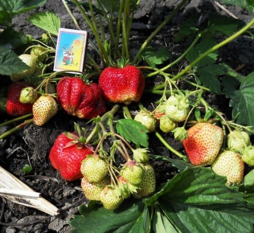 263d07750e9a1a501e2d82049807713a.500x500