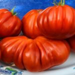Tomat-Serdce-Albengi-gl