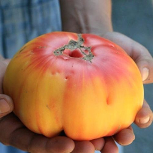 german-tomatoe-striped-tomato-german-strawberry-tomato-seeds-striped-german-heirloom-tomato-plant