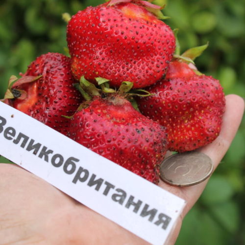 klubnika-velikobritanija