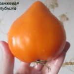 оранжевая-клубника3
