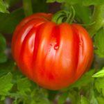 Reife Fleischtomate, Ochsenherztomate am Strauch, Tomatenpflanze