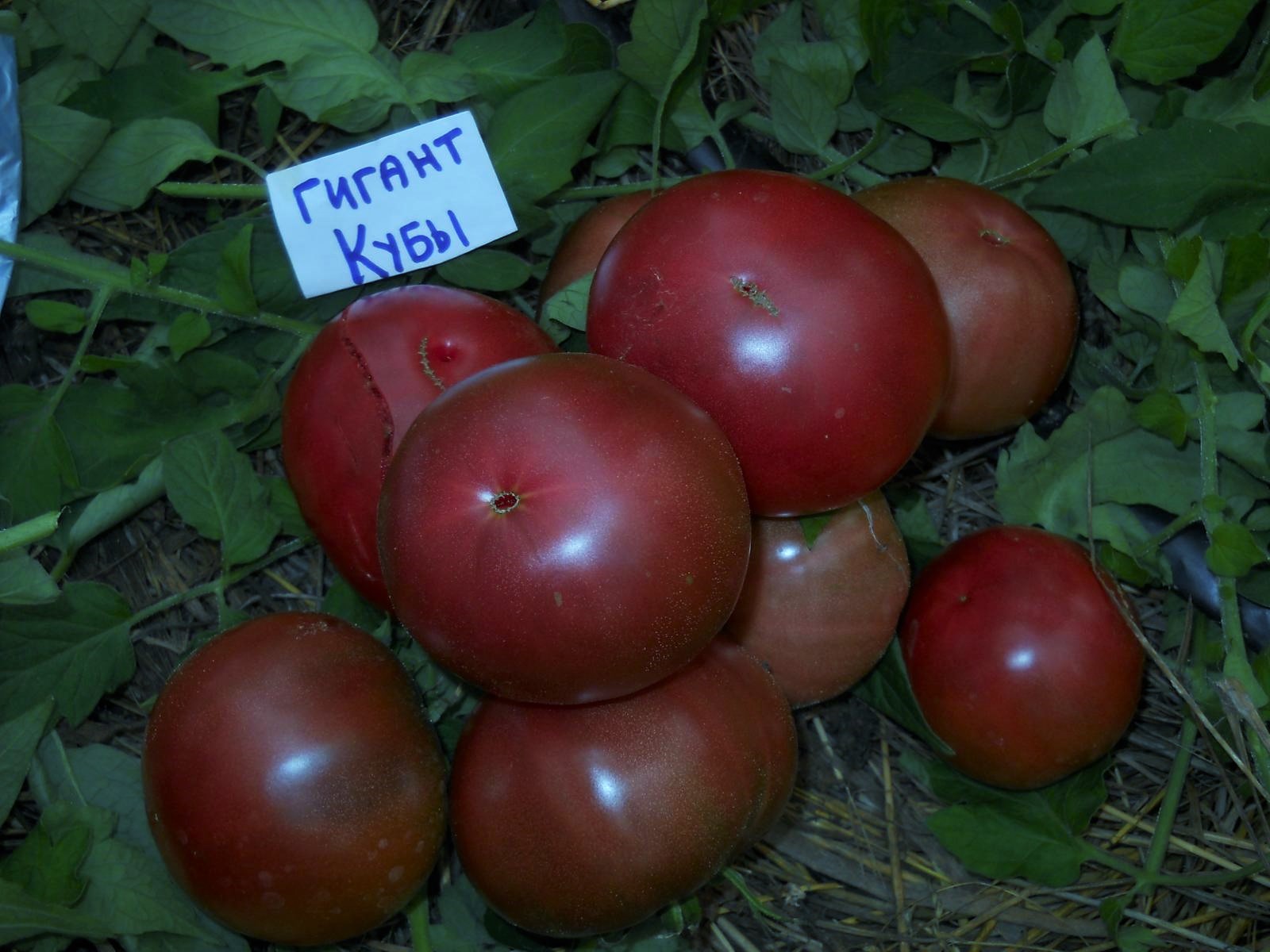 Гигант Кубы сорт томата