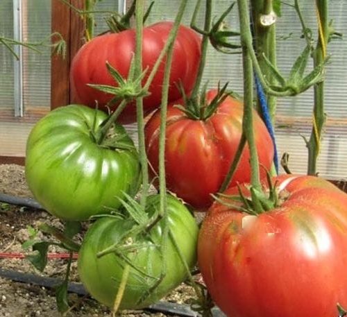 Минусинский богатырь