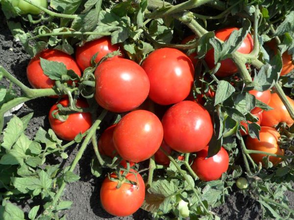 Настоящие СОРТА томатов из Турции: удивят вас своим вкусом и урожайностью