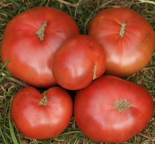 Аделаида Фестиваль