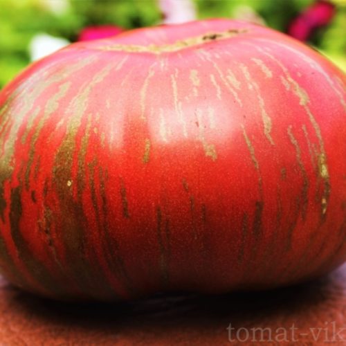 Гном Фредс Тай