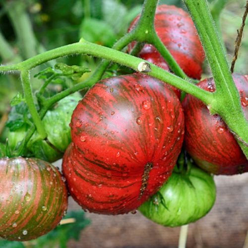 Гном Стринги