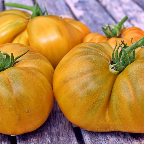 Гном Улуру Охре