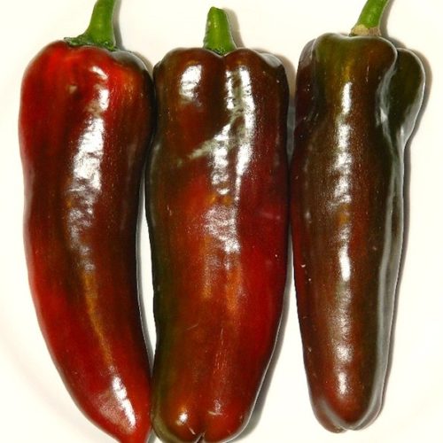 Nocera Rossa (Nocera Red)