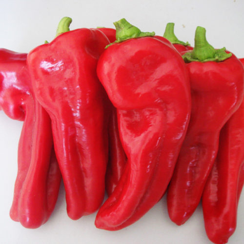 Норсера красный