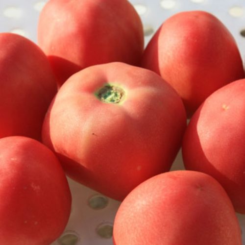 Peach Blow Sutton Red (США)