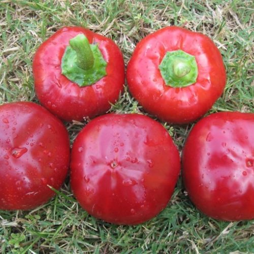 Rode Topepo Pepper