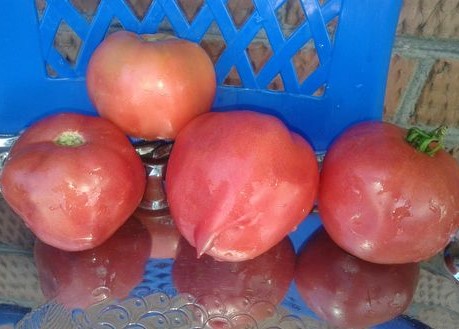 Томат-Дерево Розовое