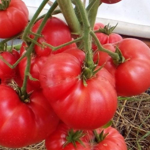 Томат Новый большой гном