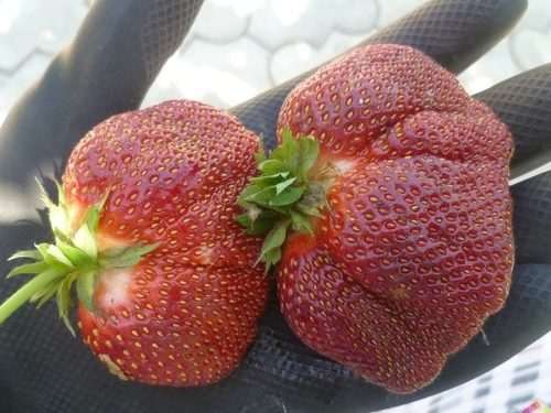 Американка 2