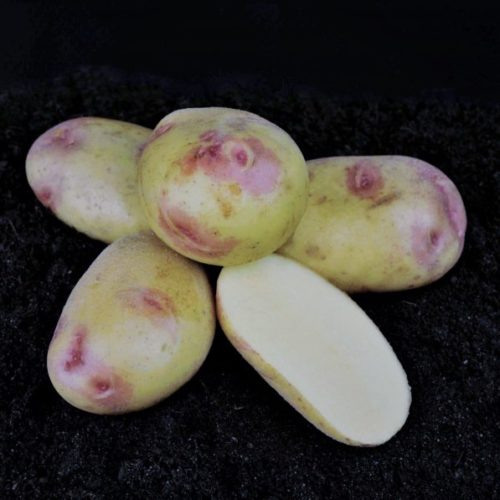 sort-kartofelya-povelitel-prostorov-foto