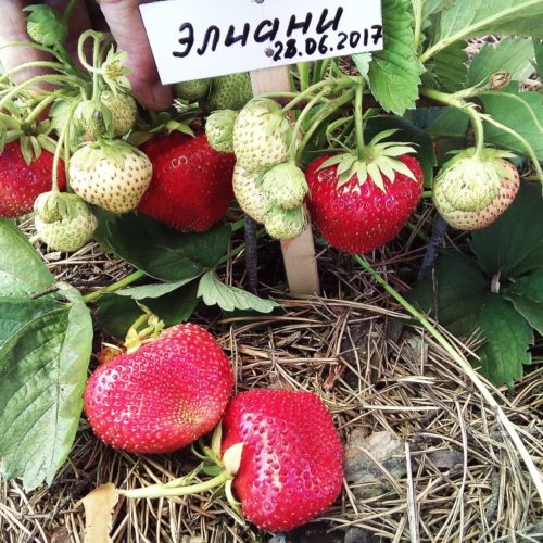 15e1bb896fd08bf5145738e5924318c2_1501753460_1000_750