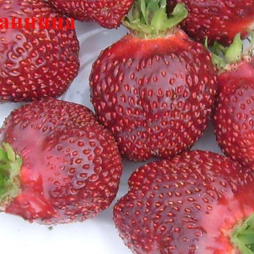 Избранница