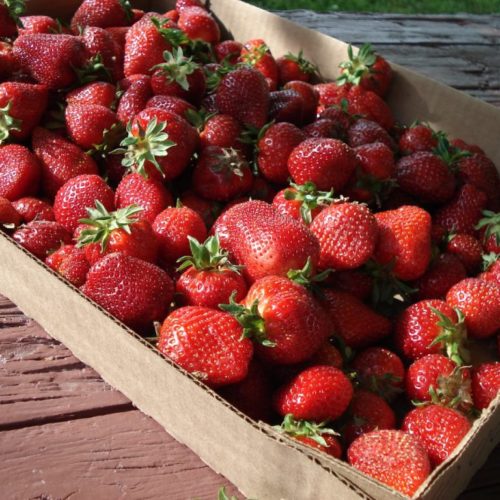 StrawberryFlat1-1024x768