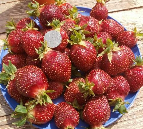 dff3e27379776411f737201695565298