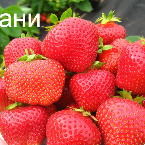 klubnika-eliane-opisanie-sorta-posadka-i-uhod-1