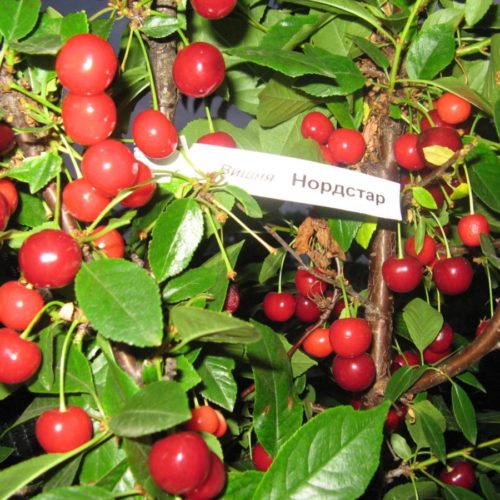 post_59eb7b16b9e93-1200x900