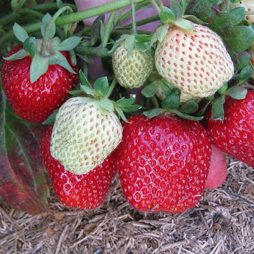 00533_auto_auto_jpg_5_80