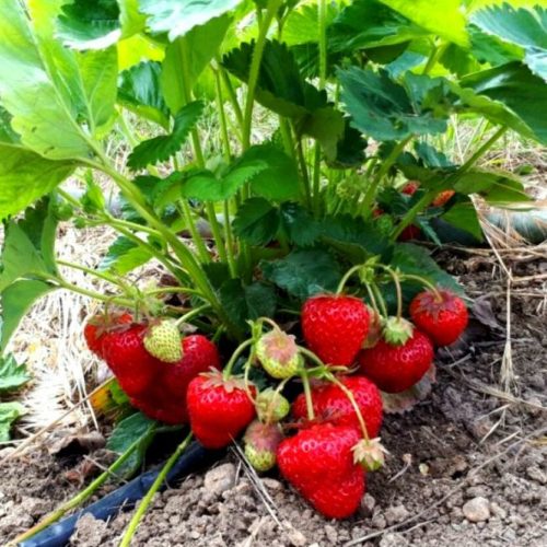 3135_2_834_auto_jpg_5_80