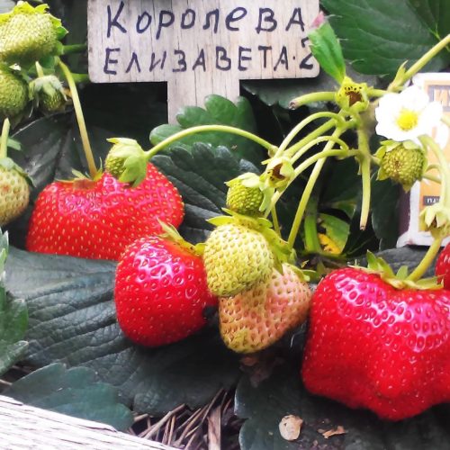 Без названия