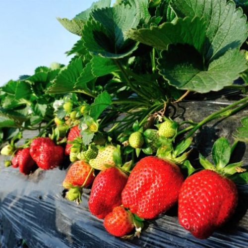 фест ром гал