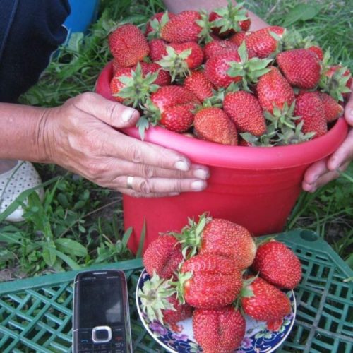 фест ром гл лучше