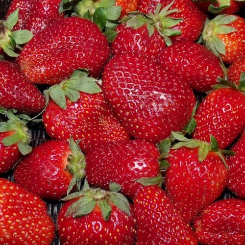 фест ромашка