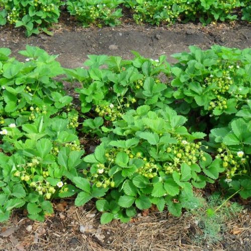 vkusniogorod, клубника - сорт Лорд