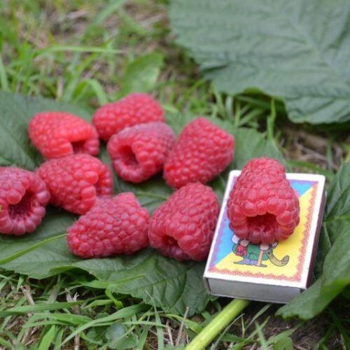 57c6d29f9a64a258826c55fe