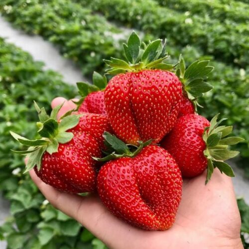 МАремелада