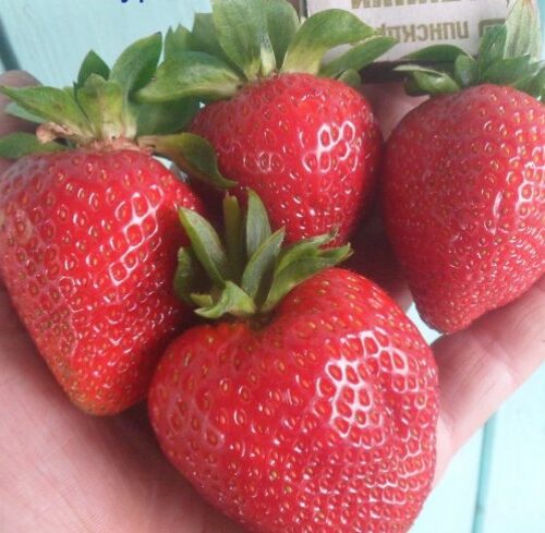 Эвис Делайт