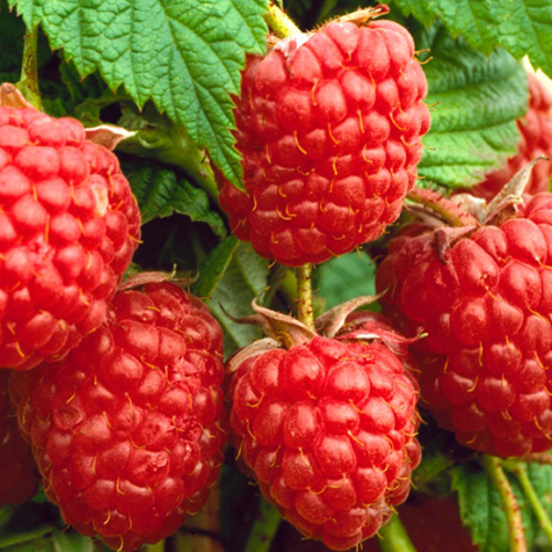 malinovoe_derevo_tarusa_047