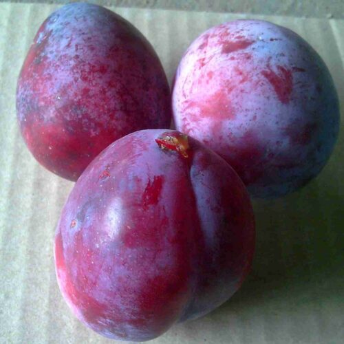 Sliva-Ispolinskaya-2-1200x1176