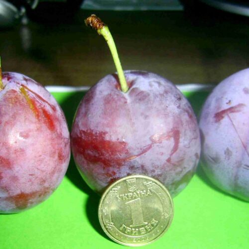 Sliva-Ispolinskaya-3-1200x790