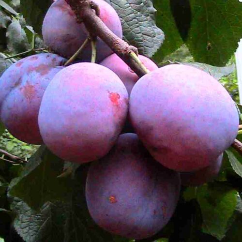 Sliva-Ispolinskaya-4