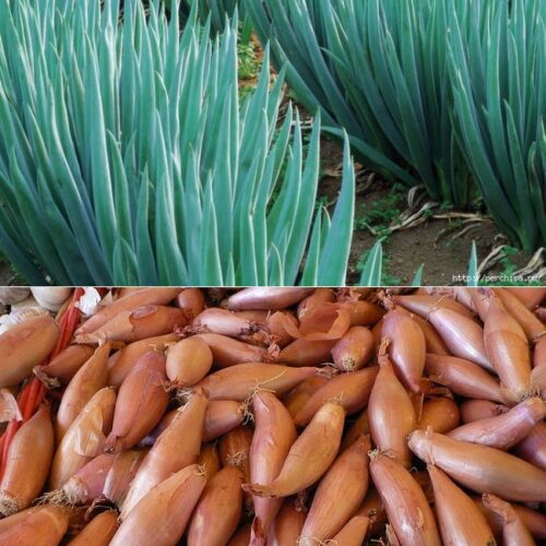 247387a954f5346e99e98632bb986649