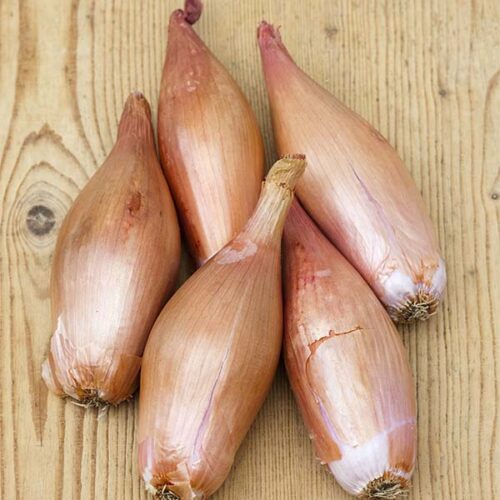 Shallot 'Zeebrune'