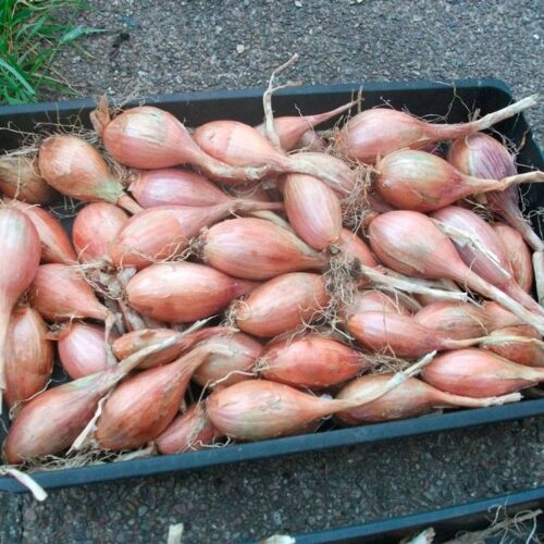 8e7dd9d85c5c05714f81529f92f217a7