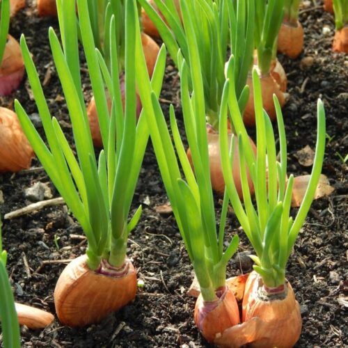 luk-shalot-vulkan-780x780