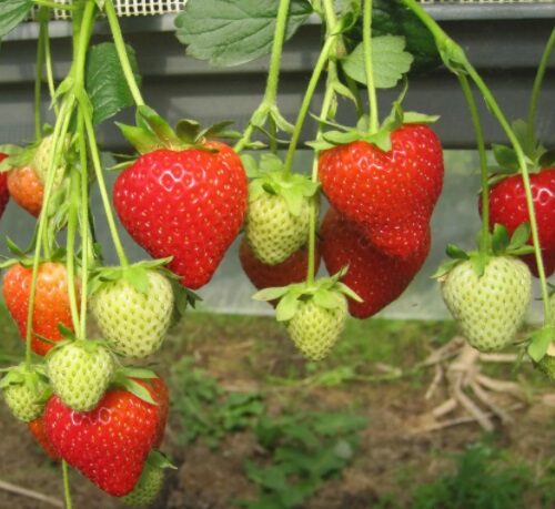 Безымянный