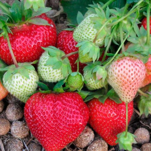 YAgody-klubniki-Lord