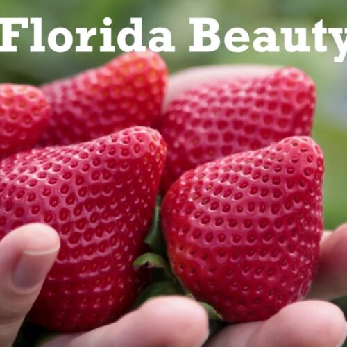 florida_b_yuti_frigo_2020_nejtral_nyj_9332_1