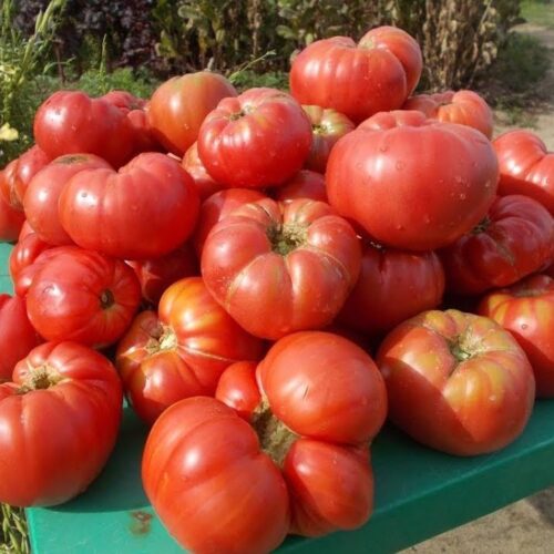 Сызранские коллекционные томаты