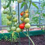 pomidory-v-teplitse-scaled